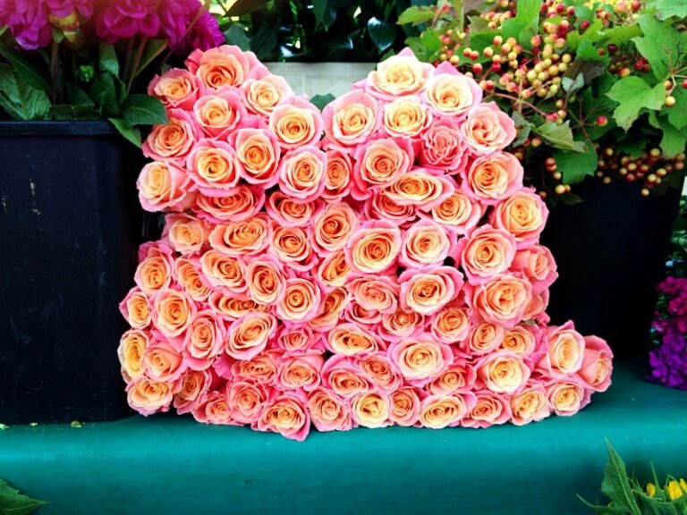 Paris market roses